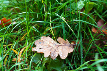 autumn leaves lie on green grass. Background