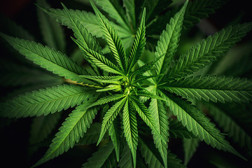 Close up of cannabis plant - obrazy, fototapety, plakaty