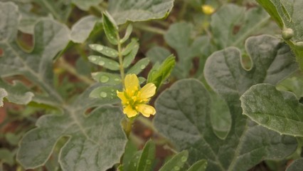 Yellow flower in the rain | Brazil