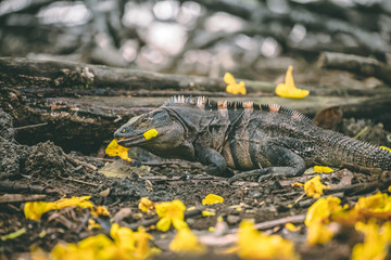 Iguana eating
