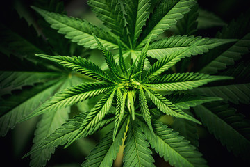 cannabis sativa, still life of marihuana leaves, medical plant