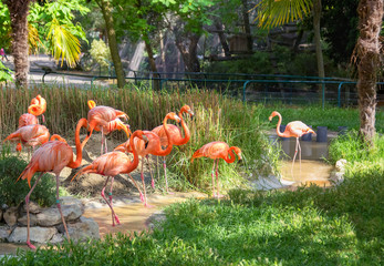 Group of pink flamingos near water
