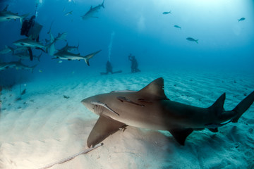 Obraz premium Caribbean reef shark at the Bahamas