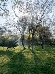 Rays of sun through the branches in the forest