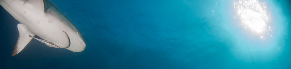 Fototapeta premium Caribbean reef shark at the Bahamas