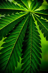 cannabis sativa, still life of marihuana leaves, medical plant
