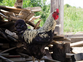 Domestic rooster from free range chicken farm.