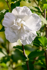 Blooming white hibiscus