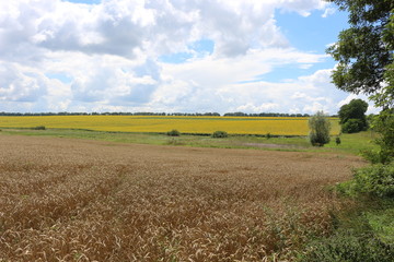 Wheat is ripening in the fields. Summer.
