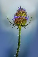 Blooming wild thistle