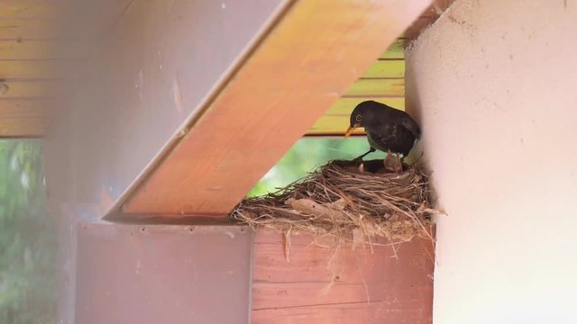 Mother bird in her nest guarding her little puppies