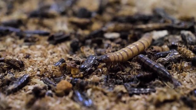 Macro shot of a Superworm sifting through the meal and dead shells of other Superworms