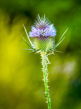 Blooming wild thistle