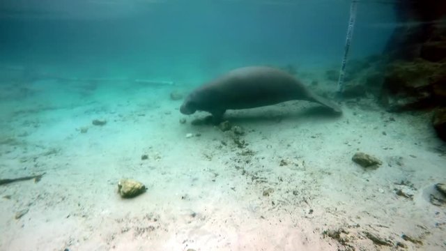 Sea cow manatee underwater in Crystal River. Good large aquatic mammals animal swims in shallow water.
