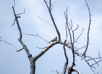 Cirl bunting adult female sitting on a branch.