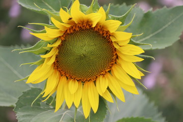 sunflower heads .close up macro image