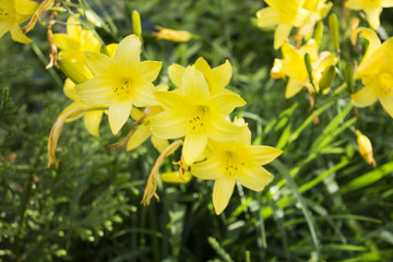 Lots of beautiful yellow garden faded lilys