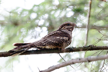 European Nightjar (Caprimulgus europaeus)