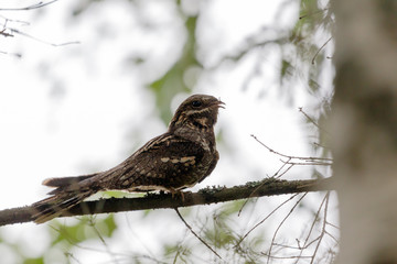 European Nightjar (Caprimulgus europaeus)
