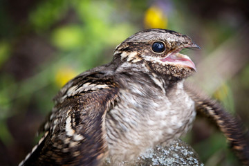 European Nightjar (Caprimulgus europaeus)