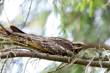 European Nightjar (Caprimulgus europaeus)