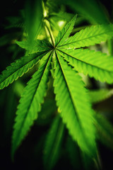 cannabis sativa, still life of marihuana leaves, medical plant