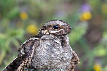 European Nightjar (Caprimulgus europaeus)