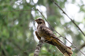 European Nightjar (Caprimulgus europaeus)