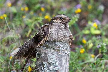 Obraz premium Lelek europejski (Caprimulgus europaeus)