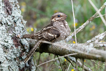 European Nightjar (Caprimulgus europaeus)