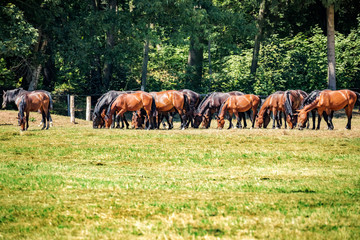 Obraz na płótnie Canvas Herd of horses in the pasture