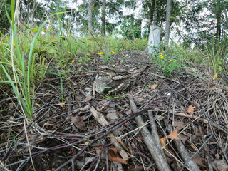 Caprimulgus europaeus. The nest of the European Nightjar in nature.
