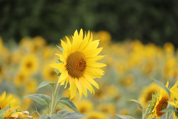 large sunflower heads in a maze ,all heads facing the sun