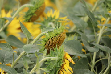 large sunflower heads in a maze ,all heads facing the sun