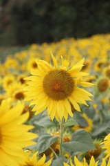 large sunflower heads in a maze ,all heads facing the sun