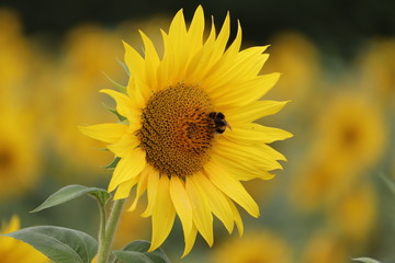 large sunflower heads in a maze ,all heads facing the sun