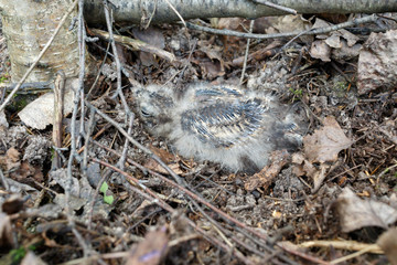 Caprimulgus europaeus. The nest of the European Nightjar in nature.