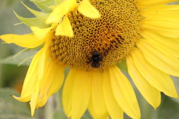 large sunflower heads in a maze ,all heads facing the sun