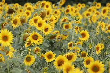 Obraz premium large sunflower heads in a maze ,all heads facing the sun
