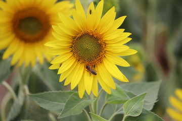 large sunflower heads in a maze ,all heads facing the sun