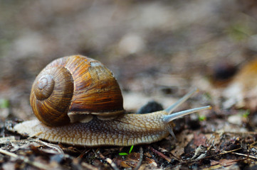 Old snail in forest. Snail is symbol of leisure and slow motion.