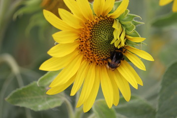 large sunflower heads in a maze ,all heads facing the sun