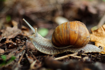 Snail in forest, close-up view. Snail is a symbol of leisure and slow motion.