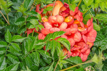 Red flowers coastal plants TECOMA - Campsis