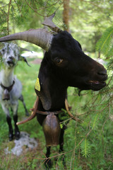 Chèvres. Goats.