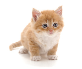 Beautiful red kitten.