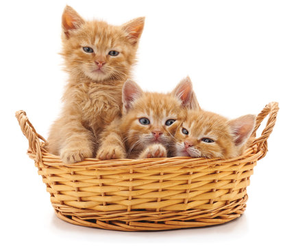 Three Red Kittens In A Basket.