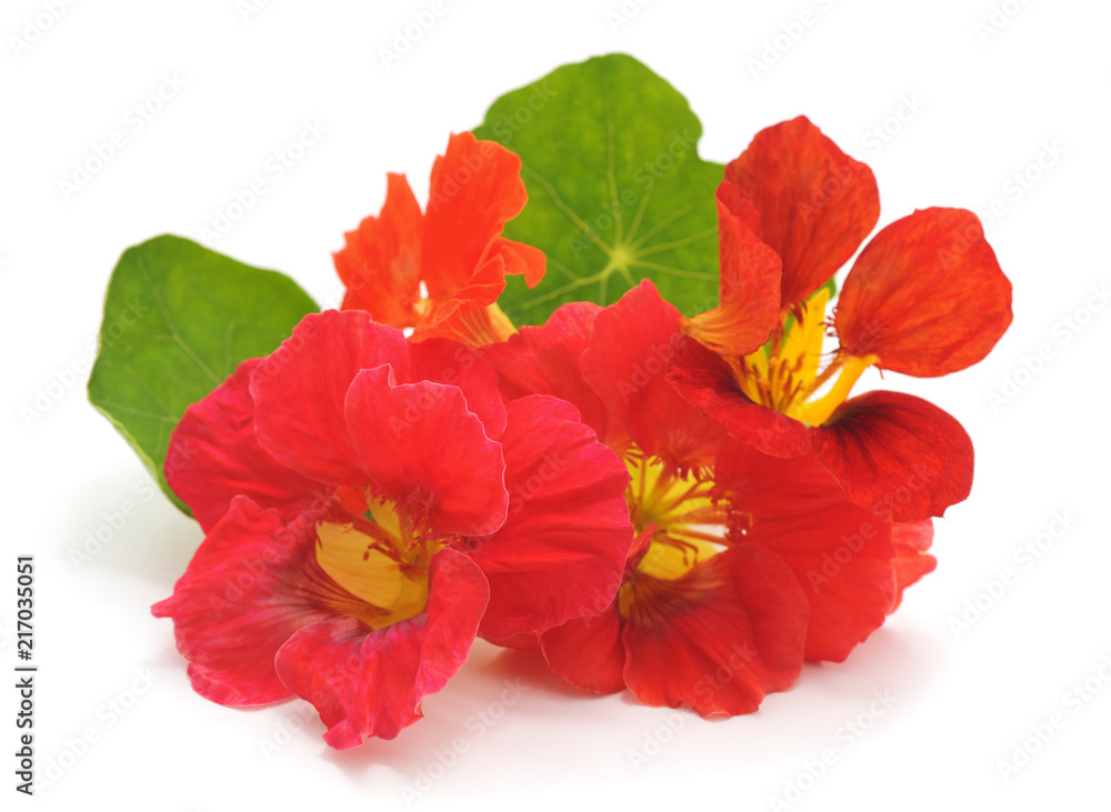 Wall mural red nasturtium with leaves.