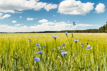 Cornflowers