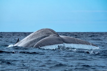 Fototapeta premium Blue whale seen in the Azores on its annual migration 